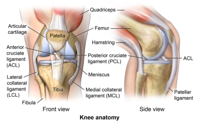 Front view of knee joint anatomy